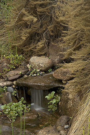Naturalistic waterfall and pond. Photo © Lee Anne White