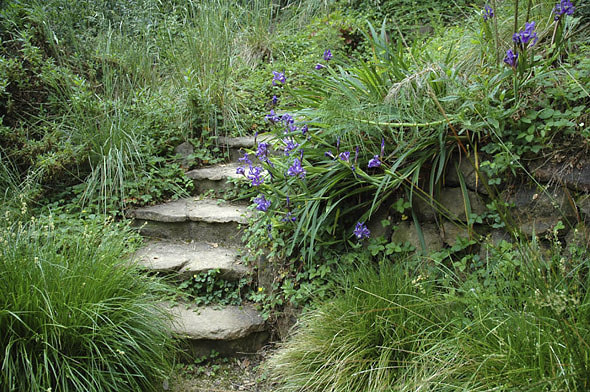 Stone steps and California native planting. Photo © Michael Thilgen